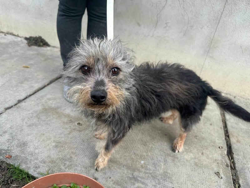 Lola, 5 Jahre, 32cm sucht ihr Plätzchen