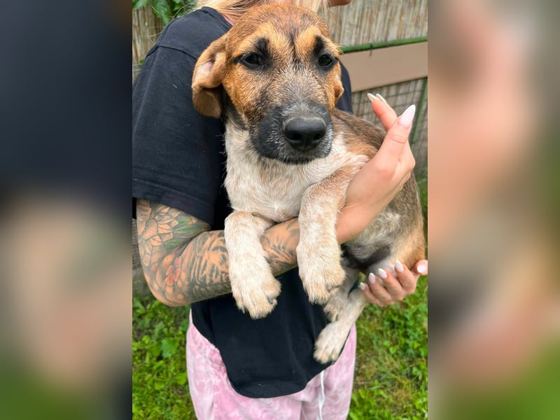 Toto, geboren 08.02.2026,30cm sucht sein Zuhause