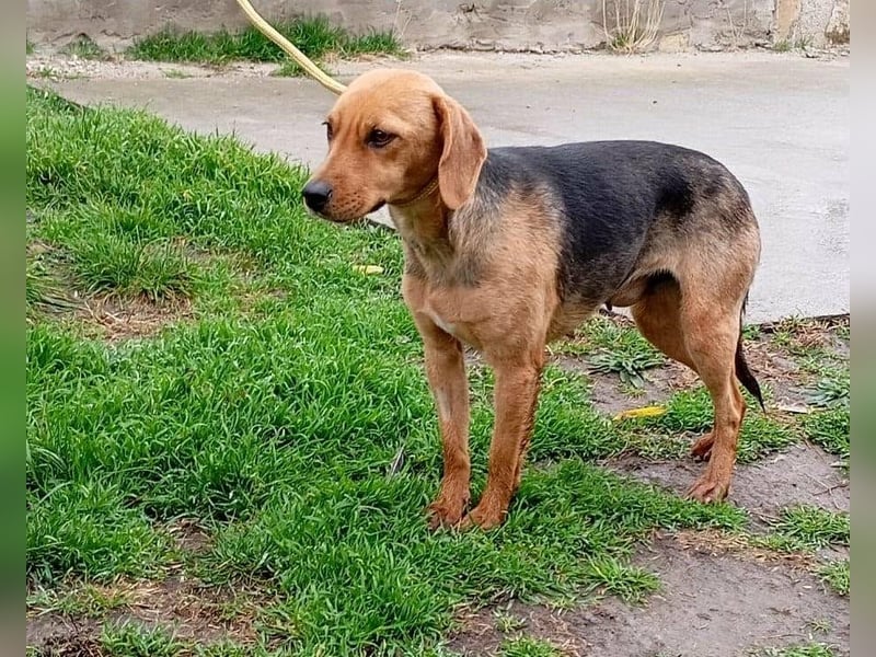 Poppy, geboren 01.07.2024, 40cm sucht Geborgenheit