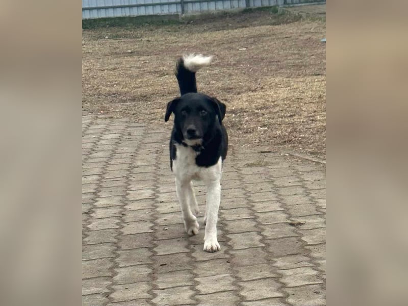 Domino, 2 Jahre, 38cm, wünscht sich ein eigenes Körbchen