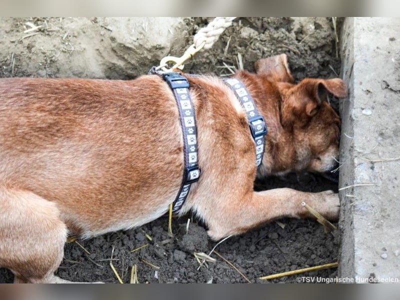 Füge, geb. 2021, 40cm wartet auf sein für Immer zu Hause