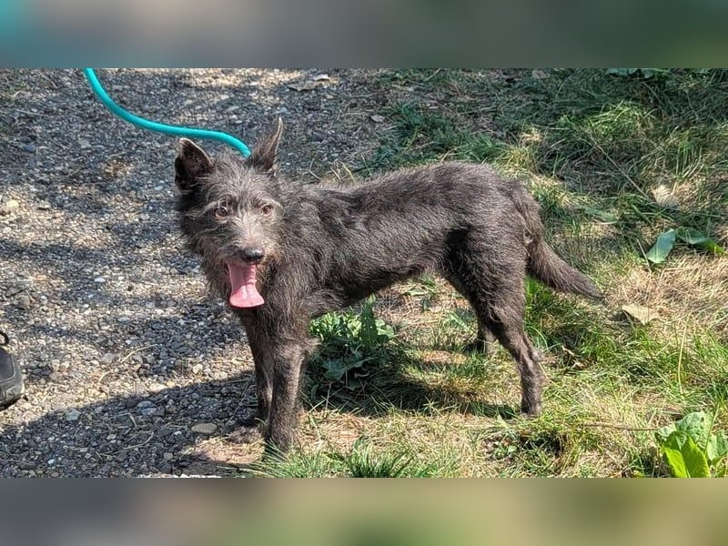 Amira, geb. 2022, 39 cm, sucht aktive erfahrene Menschen