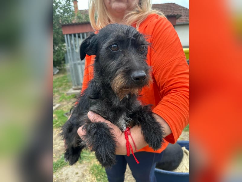 Pixie, geboren 02.11.2025, 33cm sucht ihr Zuhause
