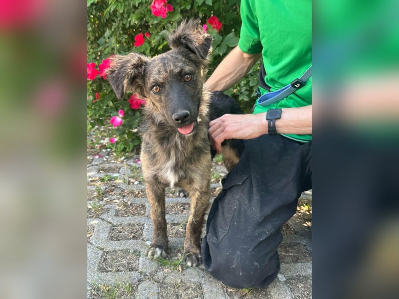 Nina, geb. 04.2025, 33cm sucht ihr Zuhause