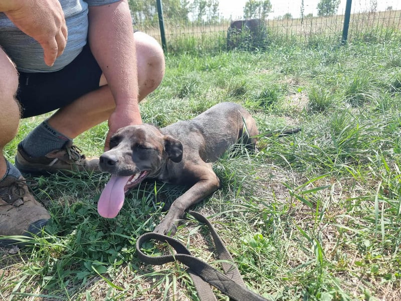 Hailey, geboren 25.01.2025, 39cm sucht aktives Zuhause