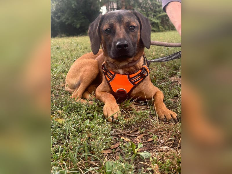 Belfegor, geboren 05.01.2025, 41cm sucht sein Körbchen