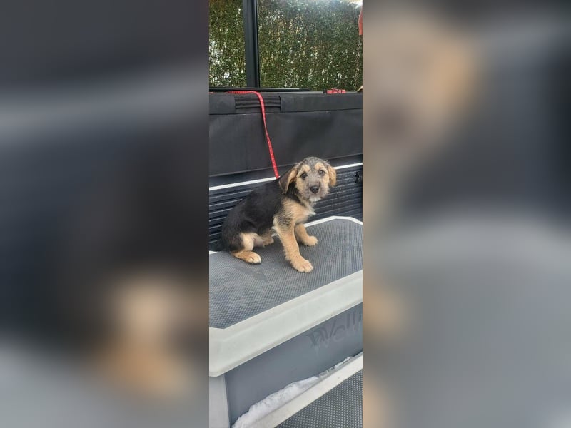 Bradley, geboren 19.10.2025, 32cm sucht sein Zuhause