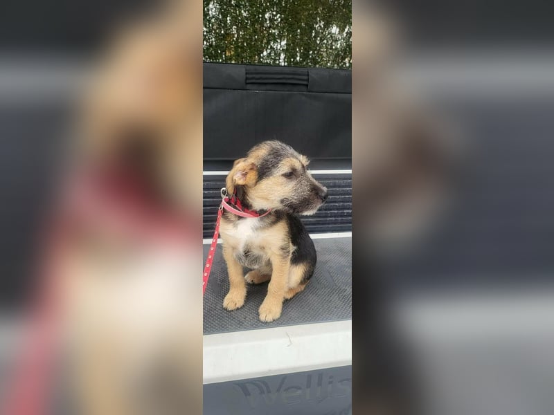 Evita, geboren 19.10.2025, 32cm sucht ihr Glück