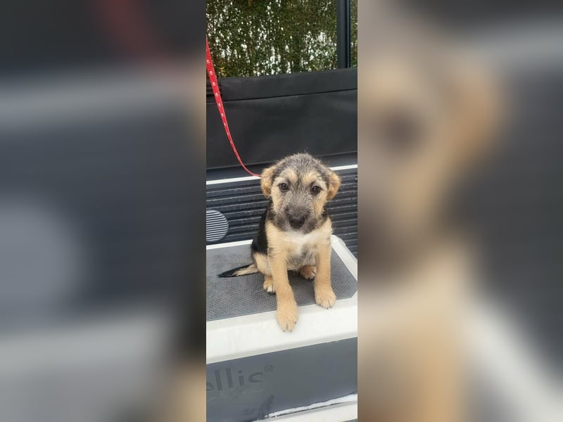 Evita, geboren 19.10.2025, 32cm sucht ihr Glück