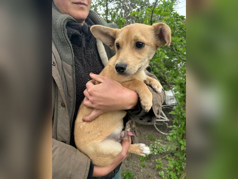 Yoda, geboren 13.01.2026, 26cm sucht sein Zuhause