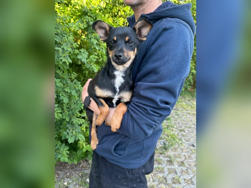 Tina, geb. 01.2026, 32cm sucht ihre Menschen für Abenteuer