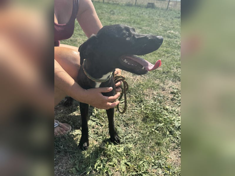 Hella, geboren 25.01.2025, 42cm sucht ihr Für-immer-Zuhause