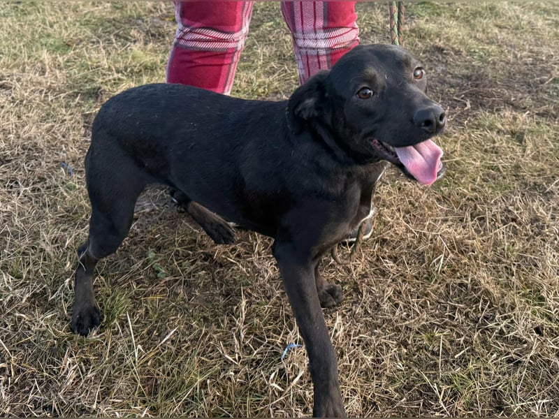 Hella, geboren 25.01.2025, 42cm sucht ihr Für-immer-Zuhause