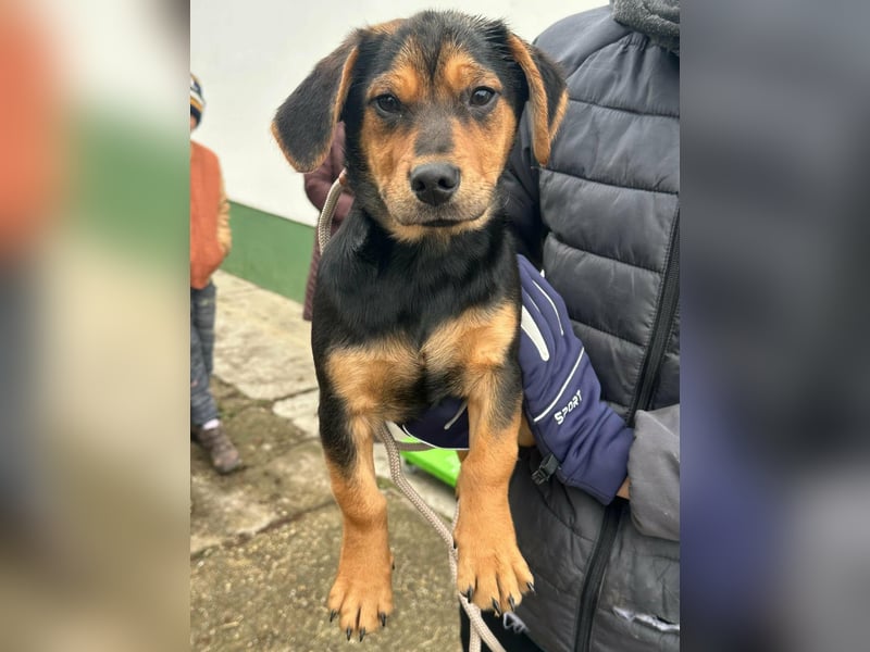 Chris, geboren 26.10.2025, 30cm sucht DICH!