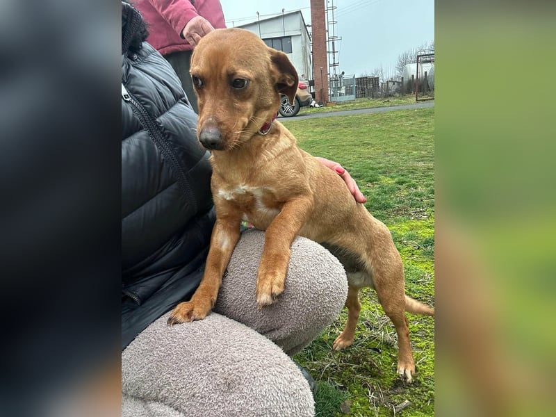 Bubu, geboren 10.05.2025, 35cm sucht Familienanschluss