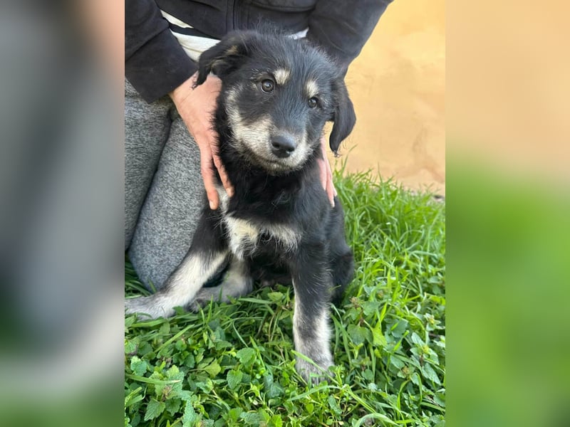 Timon, geboren 11.12.2025, 35cm sucht sein Körbchen