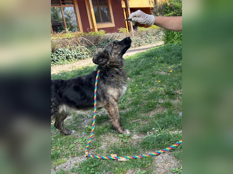 Nina, geb. 04.2025, 33cm sucht ihr Zuhause