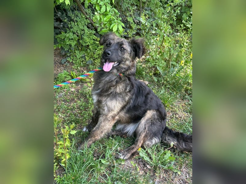 Nina, geb. 04.2025, 33cm sucht ihr Zuhause