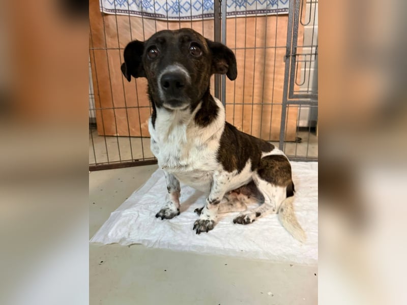 Szofi, geboren 15.01.2021, 30cm sucht ihr Zuhause
