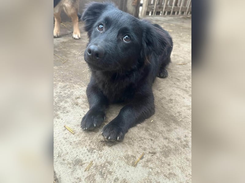Blacky, geb. 04.2025, 40cm sucht geduldiges Zuhause