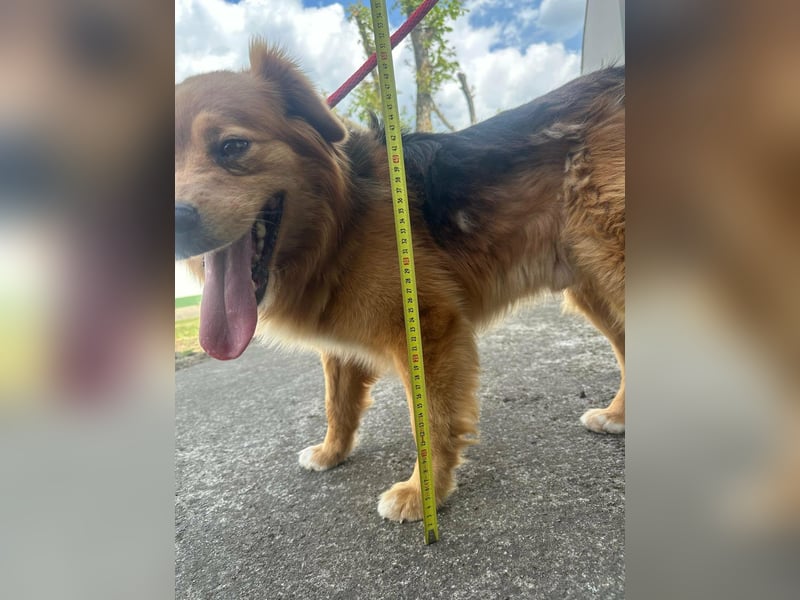 Forrest, geb. 01.2020, 42cm sucht seine Chance