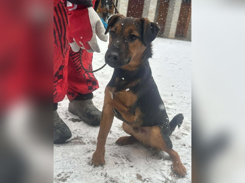 Marko, geboren 26.06.2025, 40cm sucht tierliebe Menschen