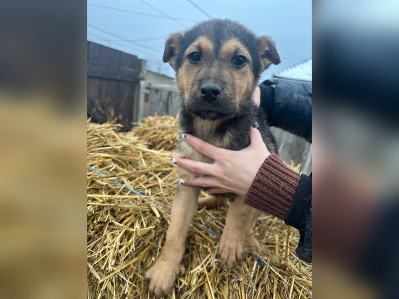 Mancs, geboren 04.10.2025, 30cm sucht leibevolles Zuhause