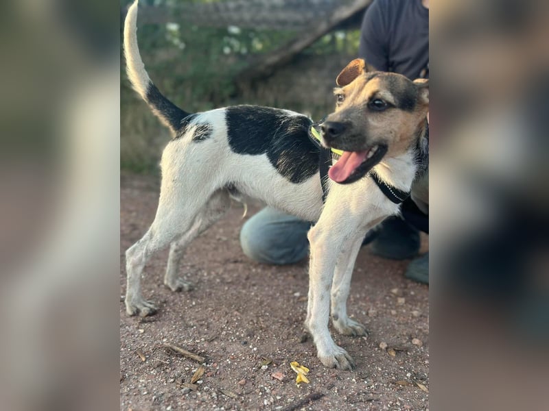 Zümi, geboren 10.12.2024, 40cm sucht seine Menschen