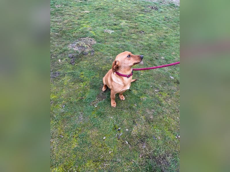 Bubu, geboren 10.05.2025, 35cm sucht Familienanschluss