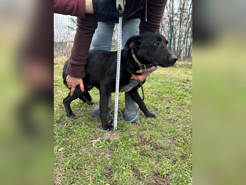 Rico, geboren 15.11.2020, 42cm sucht seine Menschen