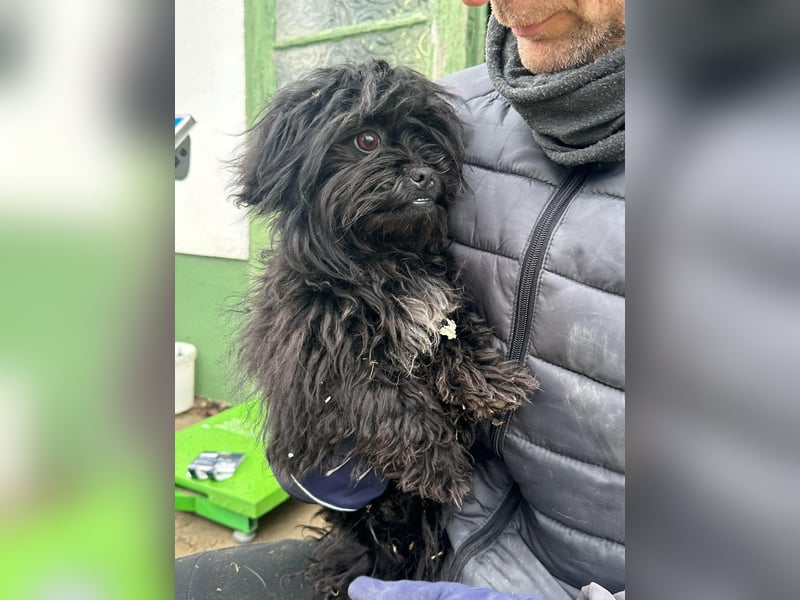 Black, geboren 02.08.2025, 25cm sucht seinen Kuschelplatz