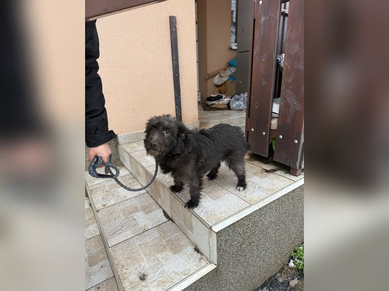 Neomi, geboren 01.06.2021, 32cm sucht ihr Glück