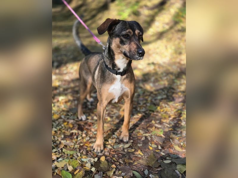 Pircsi, 2 Jahre, 42cm sucht erfahrene Hände