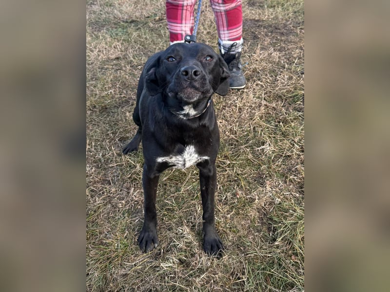 Hetty, geb. 01.2025 sucht ihre Menschen