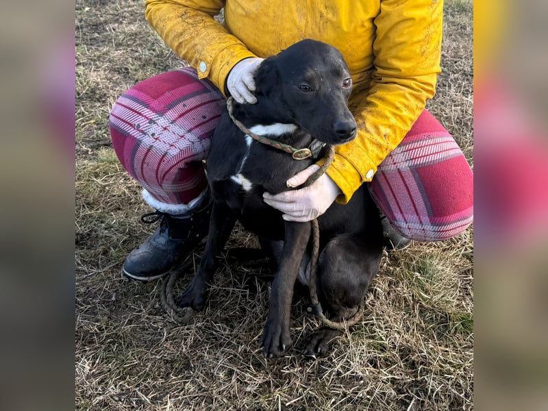 Hella, geboren 25.01.2025, 42cm sucht ihr Für-immer-Zuhause