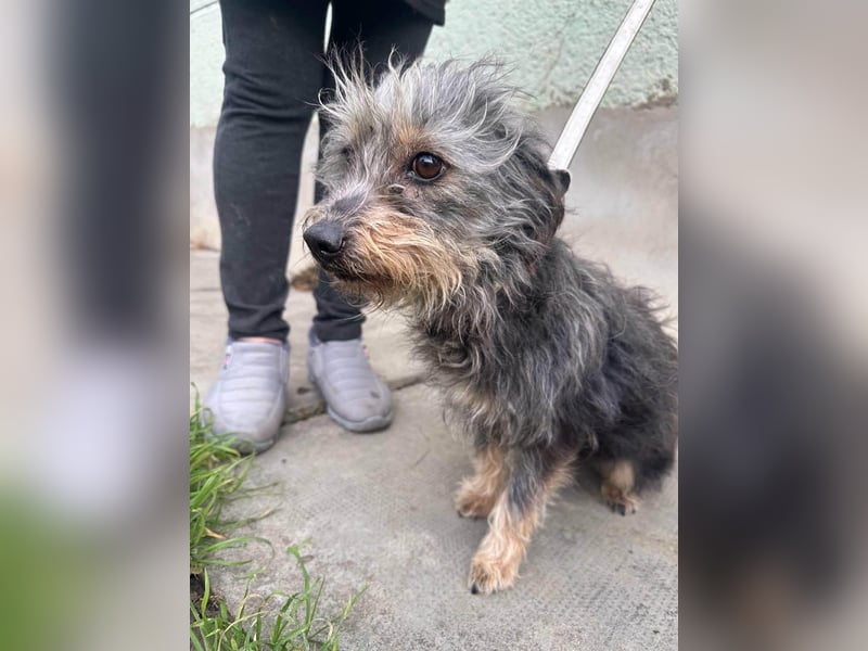 Lola, 5 Jahre, 32cm sucht ihr Plätzchen