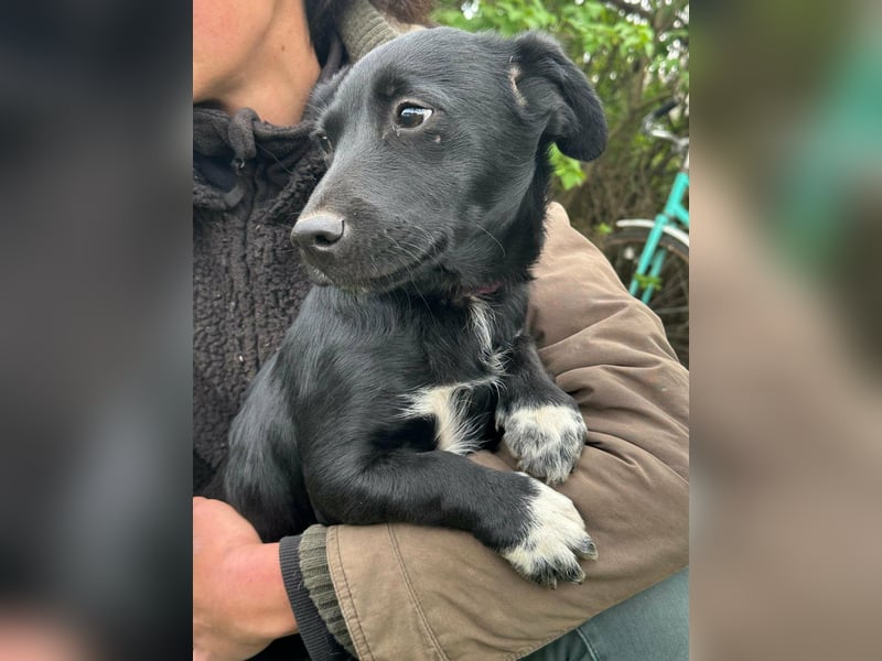 Jack, geboren 03.01.2026, 31cm sucht seine Menschen