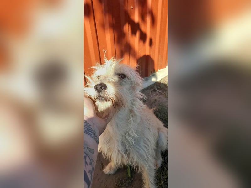 Berci, 1,5 Jahre, 35cm, wartet auf sein Glück