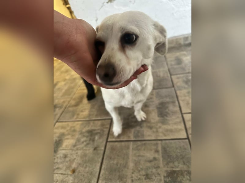 Vanilla, geboren 01.2023, 32cm sucht liebevolles Zuhause