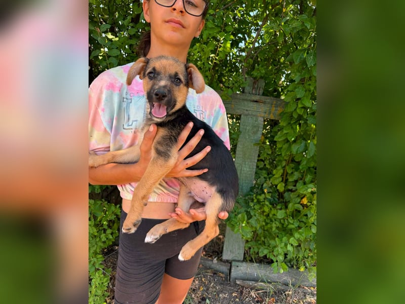 Dark, geboren 25.05.2026, 29cm sucht seine Menschen
