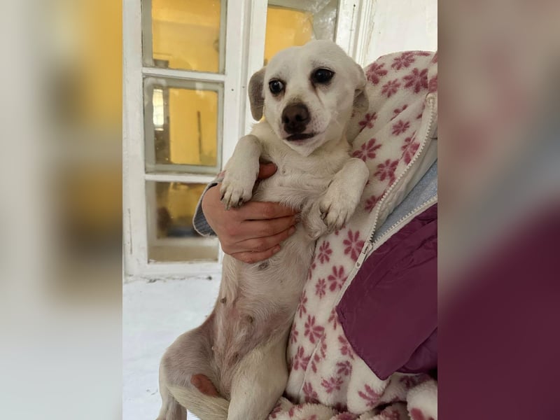 Vanilla, geboren 01.2023, 32cm sucht liebevolles Zuhause