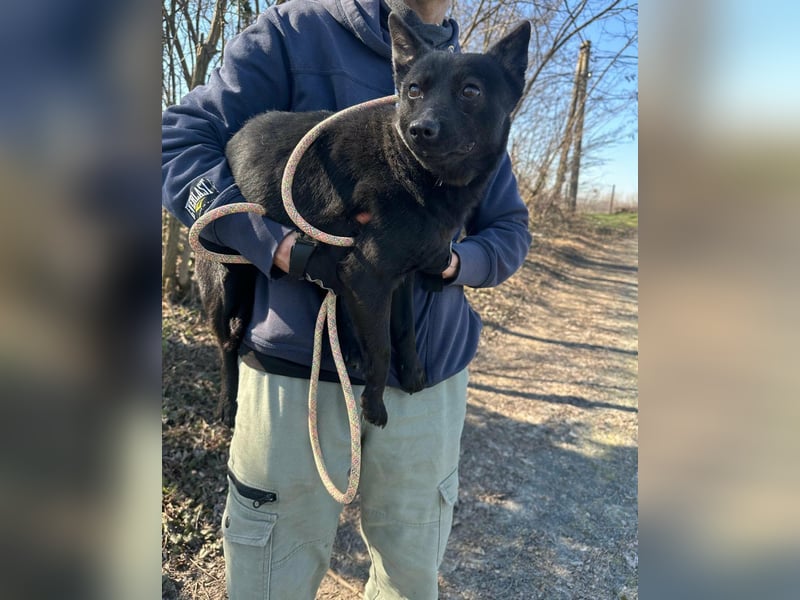 Ajna, geboren 06.2024, 39cm sucht ihr Zuhause