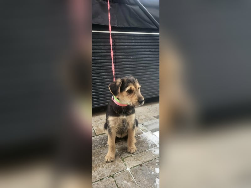 Cooper, geboren 19.10.2025, 33cm sucht seine Menschen