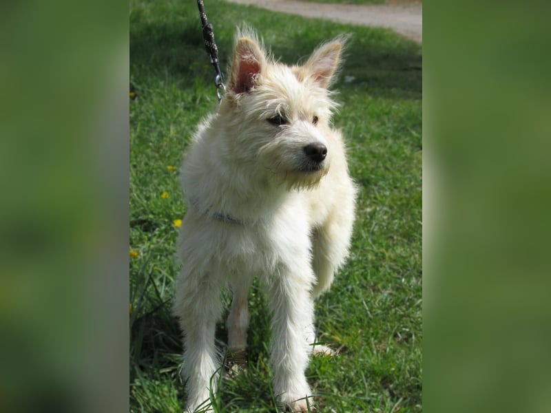 Toni, geboren 01.09.2025, 40cm sucht sein Körbchen