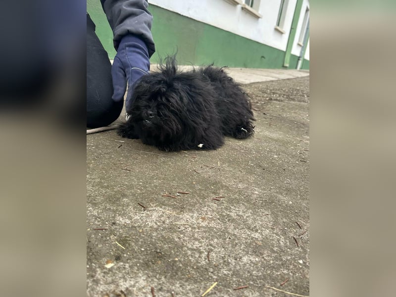 Black, geboren 02.08.2025, 25cm sucht seinen Kuschelplatz