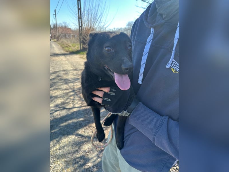 Ajna, geboren 06.2024, 39cm sucht ihr Zuhause