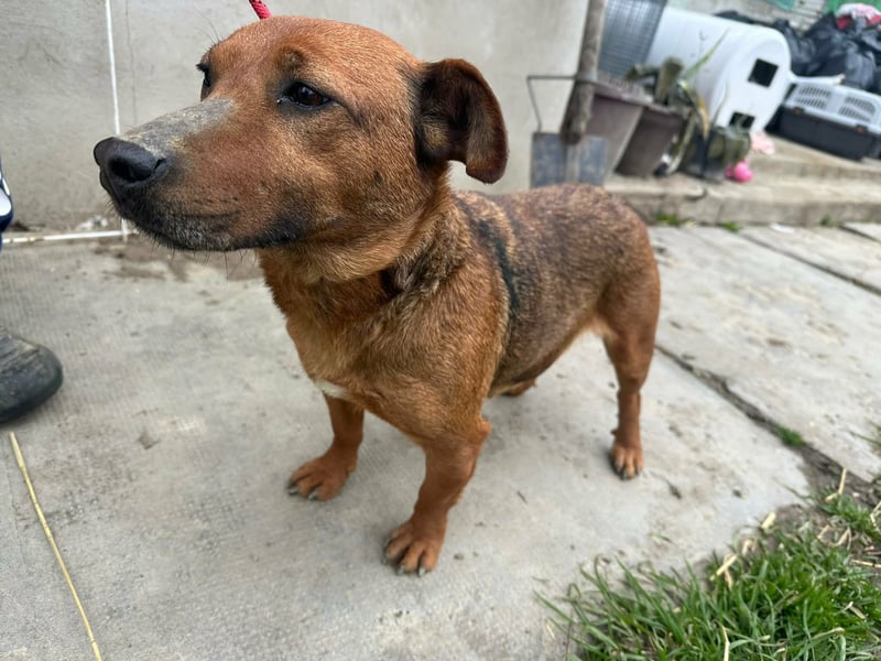 Paloma, geboren 01.10.2019, 34cm sucht ihre Menschen