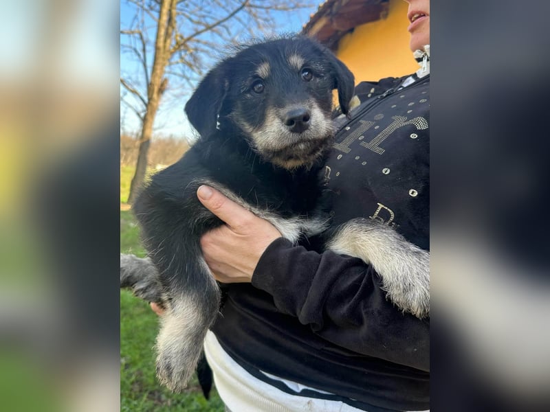 Timon, geb. 12.2025, 35cm sucht seine Abenteurer