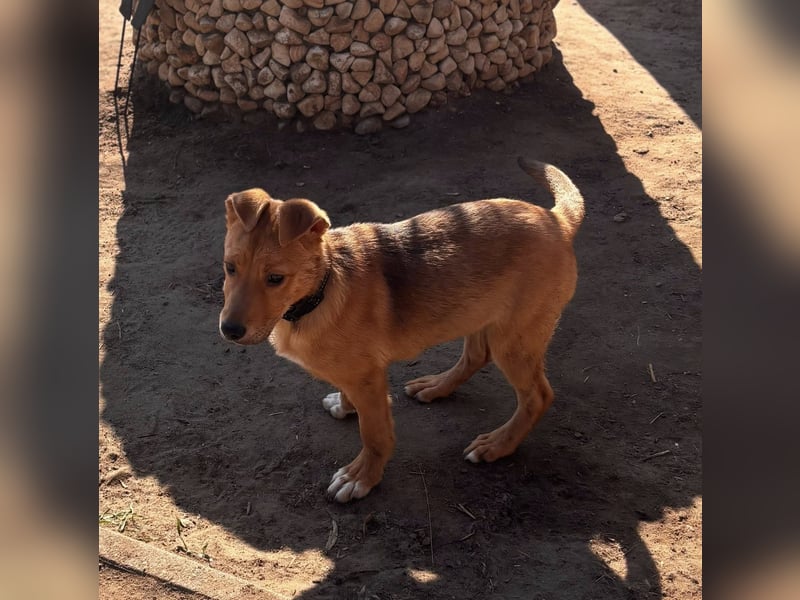 Koda, geboren 01.11.2025, 35cm sucht sein Körbchen
