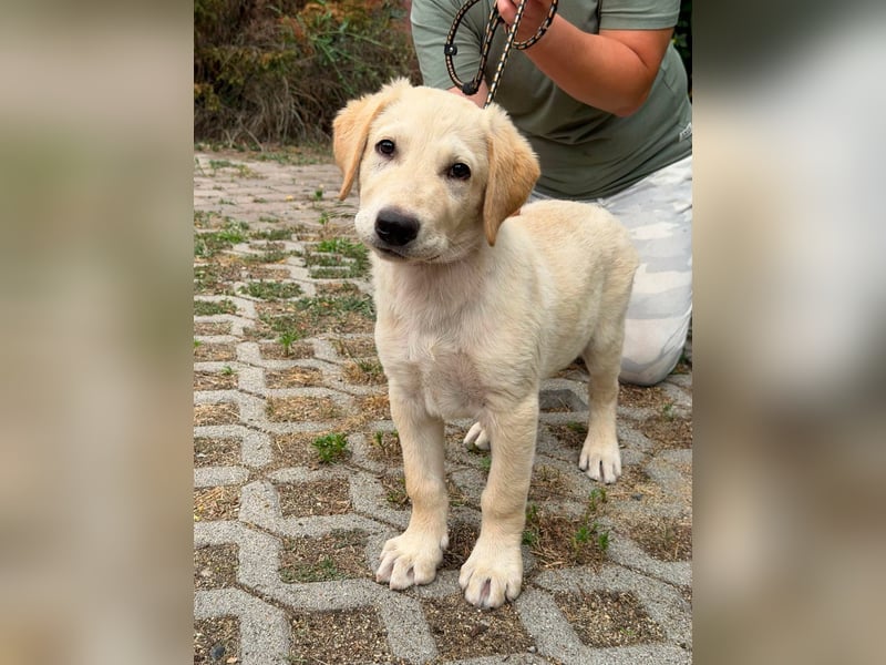 Maximus, geboren 13.03.2026, 39cm sucht sein Körbchen